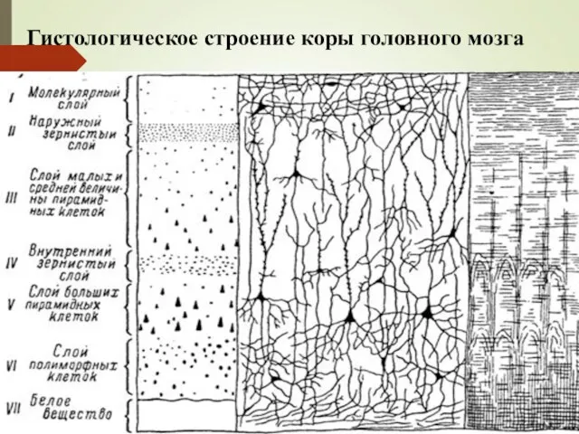 Гистологическое строение коры головного мозга