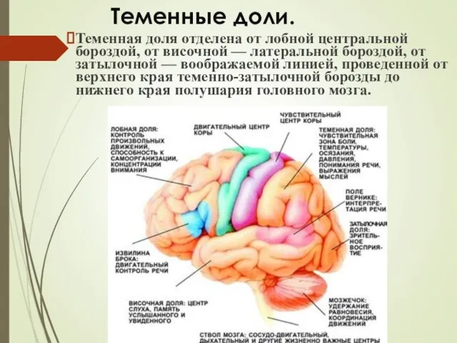 Теменные доли. Теменная доля отделена от лобной центральной бороздой, от височной