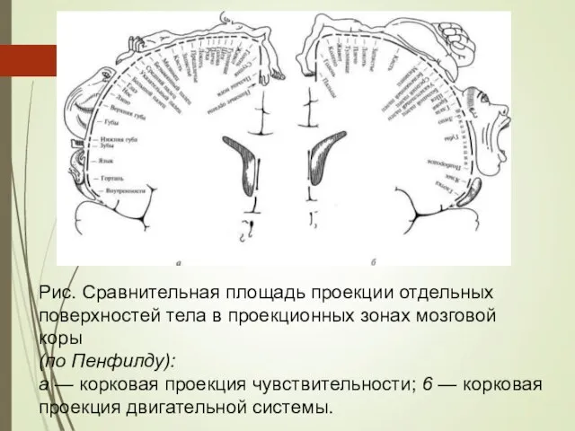 Рис. Сравнительная площадь проекции отдельных поверхностей тела в проекционных зонах мозговой