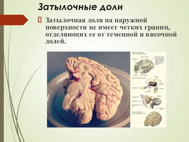 Затылочные доли Затылочная доля на наружной поверхности не имеет четких границ,