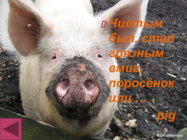 Чистым был, стал грязным вмиг, поросёнок или … pig