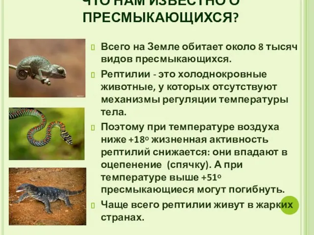 ЧТО НАМ ИЗВЕСТНО О ПРЕСМЫКАЮЩИХСЯ? Всего на Земле обитает около 8