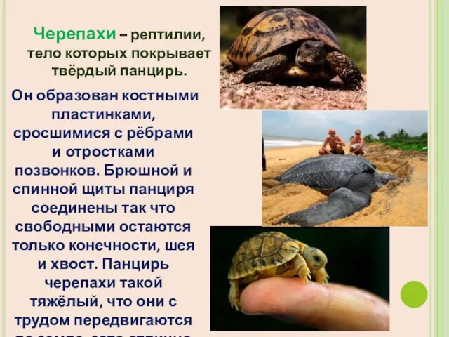 Черепахи – рептилии, тело которых покрывает твёрдый панцирь. Он образован костными