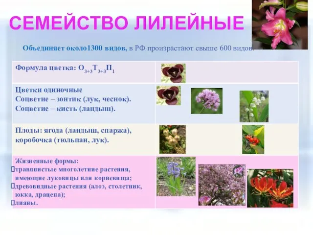 СЕМЕЙСТВО ЛИЛЕЙНЫЕ Объединяет около1300 видов, в РФ произрастают свыше 600 видов.