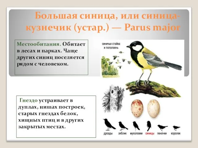 Большая синица, или синица-кузнечик (устар.) — Parus major Местообитания. Обитает в