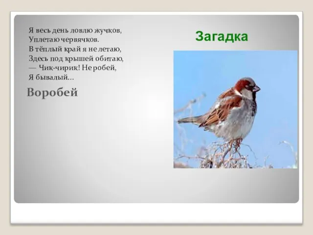 Я весь день ловлю жучков, Уплетаю червячков. В тёплый край я