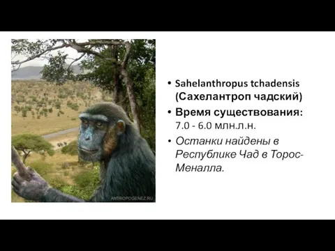 Sahelanthropus tchadensis (Сахелантроп чадский) Время существования: 7.0 - 6.0 млн.л.н. Останки