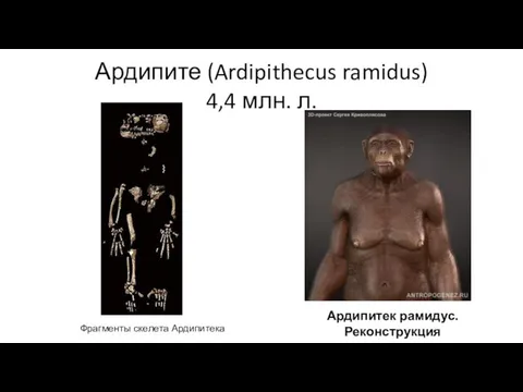 Ардипите (Ardipithecus ramidus) 4,4 млн. л. Ардипитек рамидус. Реконструкция Фрагменты скелета Ардипитека