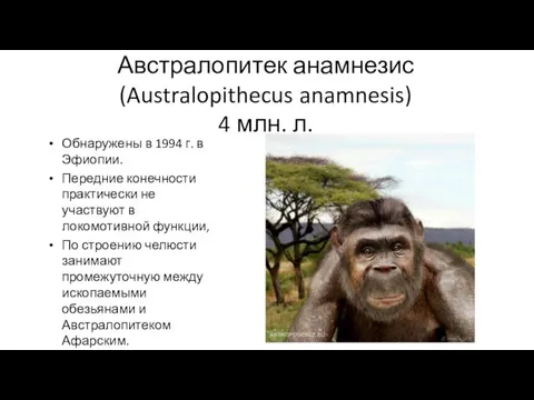 Австралопитек анамнезис (Australopithecus anamnesis) 4 млн. л. Обнаружены в 1994 г.