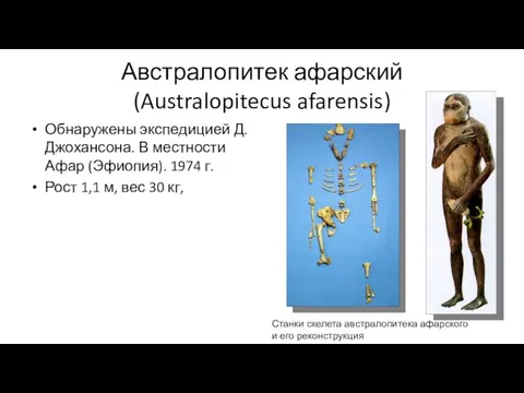 Австралопитек афарский (Australopitecus afarensis) Обнаружены экспедицией Д. Джохансона. В местности Афар