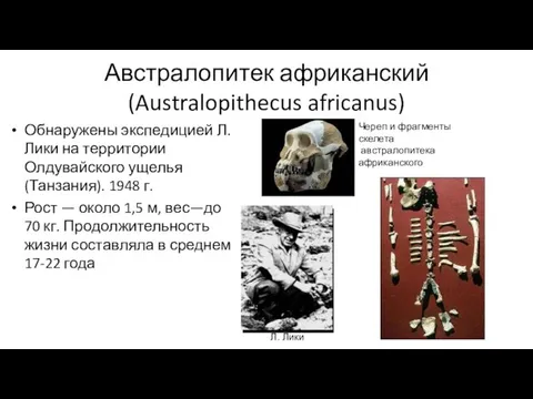 Австралопитек африканский (Australopithecus africanus) Обнаружены экспедицией Л. Лики на территории Олдувайского