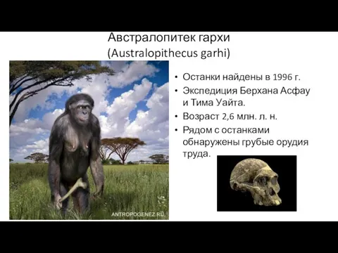 Австралопитек гархи (Australopithecus garhi) Останки найдены в 1996 г. Экспедиция Берхана