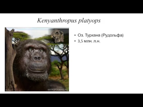 Kenyanthropus platyops Оз. Туркана (Рудольфа) 3,5 млн. л.н.