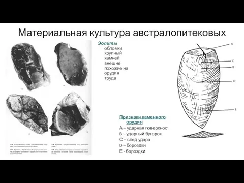 Материальная культура австралопитековых Эолиты обломки крупный камней внешне похожие на орудия