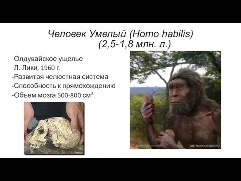 Человек Умелый (Homo habilis) (2,5-1,8 млн. л.) Олдувайское ущелье Л. Лики,