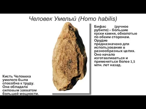 Человек Умелый (Homo habilis) Кисть Человека умелого была способна к труду.