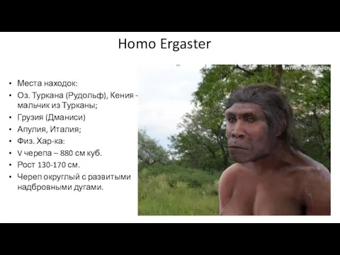 Homo Ergaster Места находок: Оз. Туркана (Рудольф), Кения – мальчик из