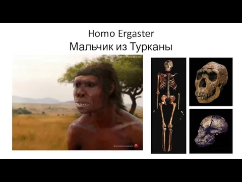 Homo Ergaster Мальчик из Турканы