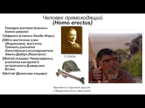 Человек прямоходящий (Homo erectus) Находки распространены более широко: Африка (стоянка Кооби-Фора)