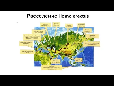 Расселение Homo erectus