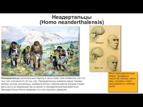 Неадертальцы (Homo neanderthalensis) Неандертальцы населяли всю Европу и часть Азии. Они