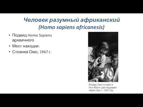 Человек разумный африканский (Homo sapiens africanesis) Подвид Homo Sapiens архаичного Мест находки: Стоянка Омо, 1967 г.