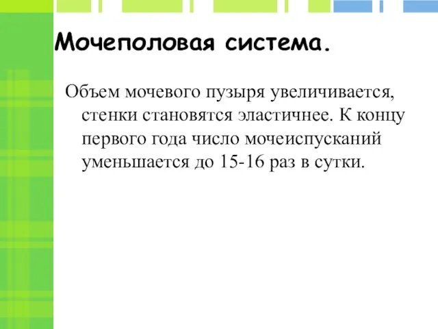 Мочеполовая система. Объем мочевого пузыря увеличивается, стенки становятся эластичнее. К концу