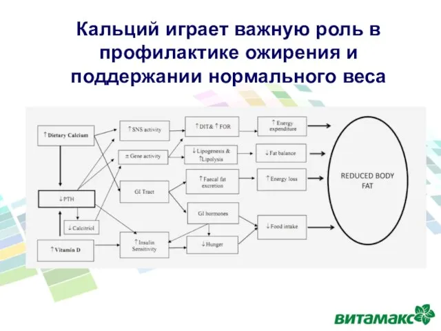 Кальций играет важную роль в профилактике ожирения и поддержании нормального веса