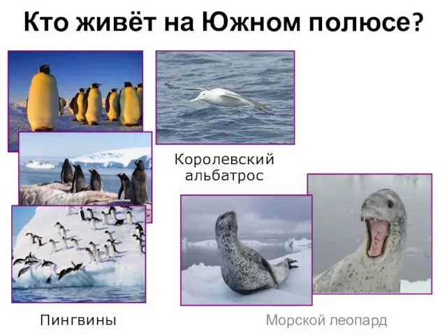 Кто живёт на Южном полюсе? Морской леопард Королевский альбатрос Пингвины