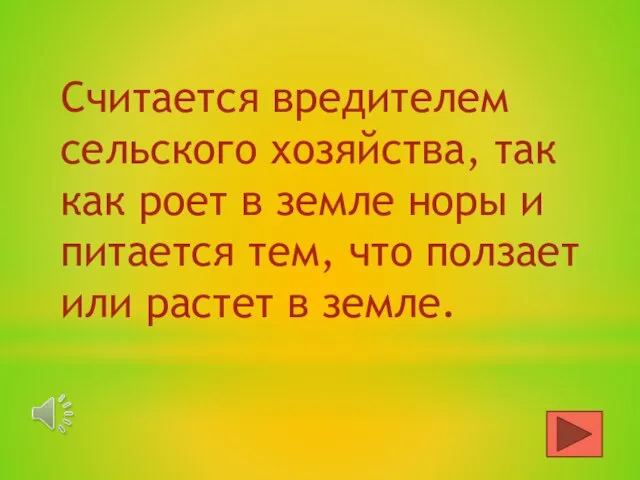 Считается вредителем сельского хозяйства, так как роет в земле норы и