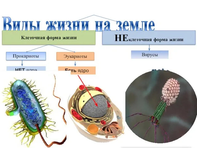 Вирусы Виды жизни на земле НЕклеточная форма жизни Клеточная форма жизни