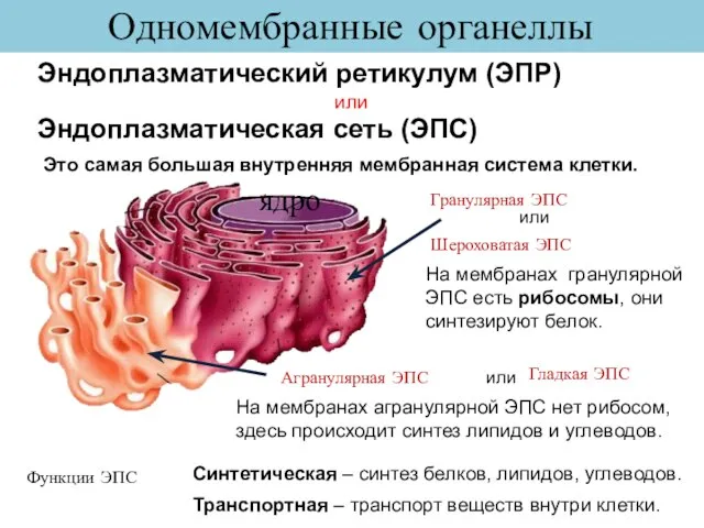 Одномембранные органеллы Эндоплазматический ретикулум (ЭПР) Это самая большая внутренняя мембранная система