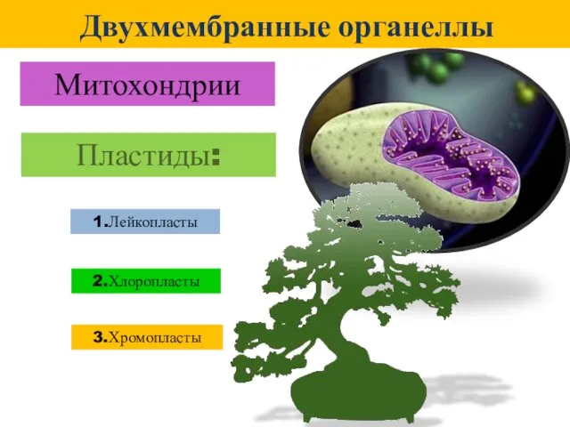 Двухмембранные органеллы Митохондрии Пластиды: 2.Хлоропласты 3.Хромопласты 1.Лейкопласты