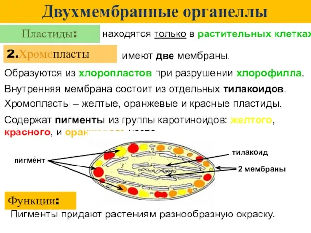 Двухмембранные органеллы Пластиды: находятся только в растительных клетках. 2.Хромопласты Пигменты придают