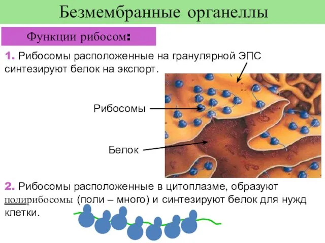 Безмембранные органеллы Функции рибосом: 1. Рибосомы расположенные на гранулярной ЭПС синтезируют