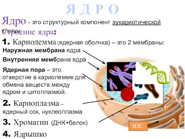 Ядро - это структурный компонент эукариотической клетки. Строение ядра: 2. Кариоплазма