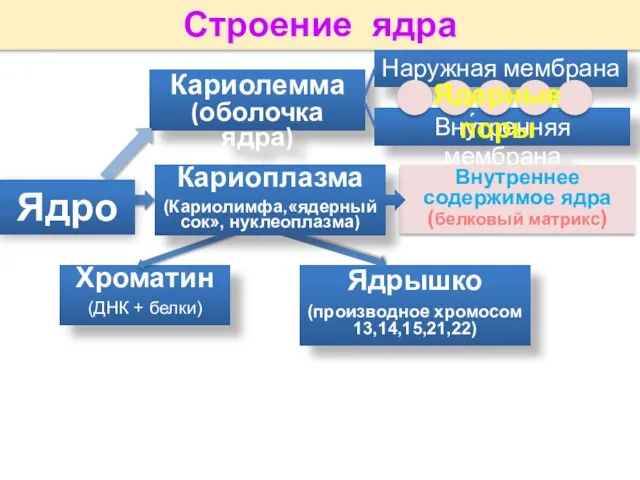 Строение ядра Кариолемма (оболочка ядра) Наружная мембрана Хроматин (ДНК + белки)