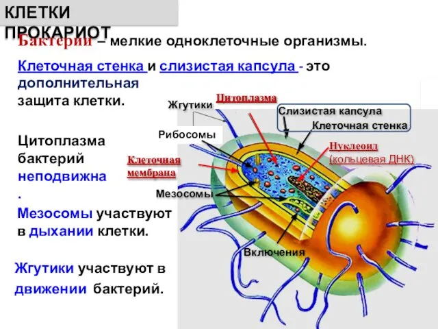 КЛЕТКИ ПРОКАРИОТ Бактерии ‒ мелкие одноклеточные организмы. дополнительная защита клетки. Клеточная