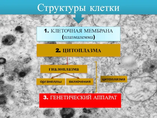 Структуры клетки 1. КЛЕТОЧНАЯ МЕМБРАНА (плазмалемма) 2. ЦИТОПЛАЗМА гиалоплазма органеллы включения 3. ГЕНЕТИЧЕСКИЙ АППАРАТ цитоплазма