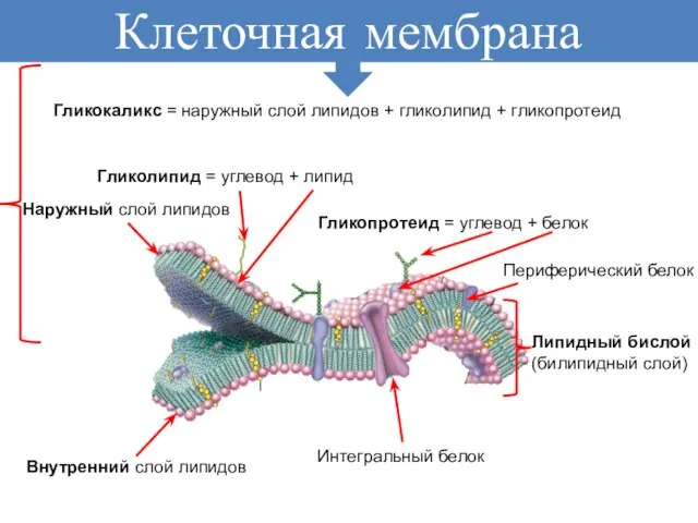 Клеточная мембрана Наружный слой липидов Внутренний слой липидов Липидный бислой (билипидный