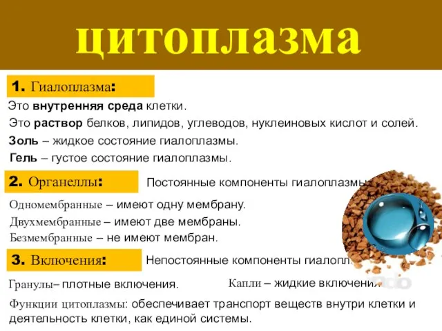 цитоплазма 1. Гиалоплазма: 2. Органеллы: 3. Включения: Это внутренняя среда клетки.