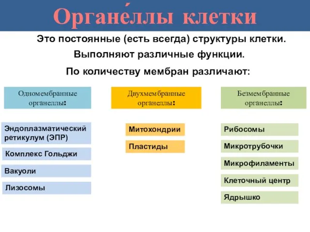 Одномембранные органеллы: Двухмембранные органеллы: Органе́ллы клетки Это постоянные (есть всегда) структуры