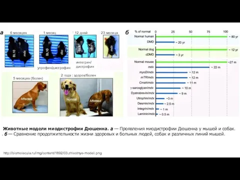 http://biomolecula.ru/img/content/1892/03.zhivotnye-modeli.png Животные модели миодистрофии Дюшенна. а — Проявления миодистрофии Дюшенна у