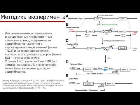 Методика эксперимента Для эксперимента использовались индуцированные плюрипотентные стволовые клетки, полученные из