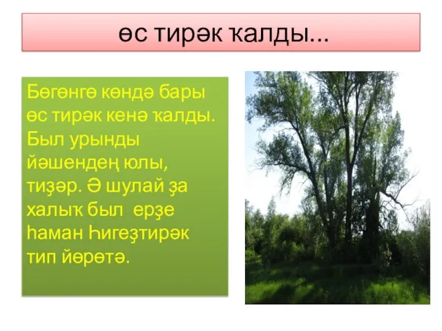 өс тирәк ҡалды... Бөгөнгө көндә бары өс тирәк кенә ҡалды. Был