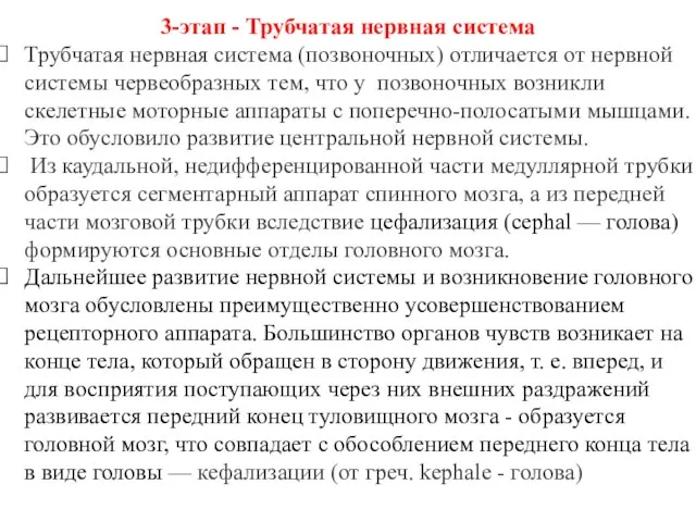 3-этап - Трубчатая нервная система Трубчатая нервная система (позвоночных) отличается от