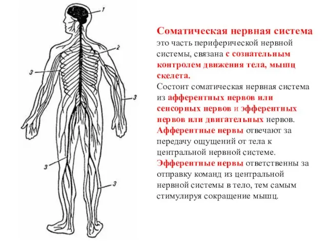 Соматическая нервная система это часть периферической нервной системы, связана с сознательным