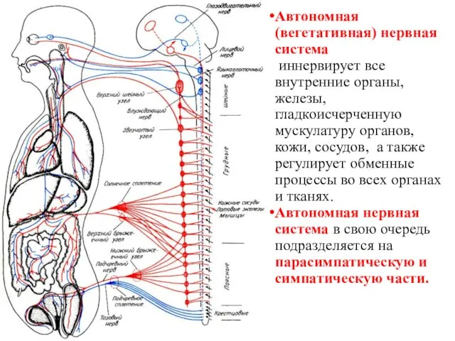 Автономная (вегетативная) нервная система иннервирует все внутренние органы, железы, гладкоисчерченную мускулатуру