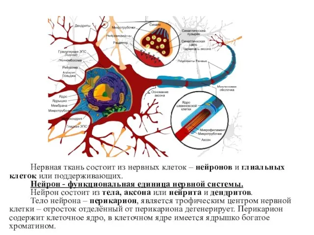 Нервная ткань состоит из нервных клеток – нейронов и глиальных клеток