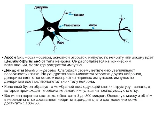 Аксон (axis – ось) – осевой, основной отросток, импульс по нейриту